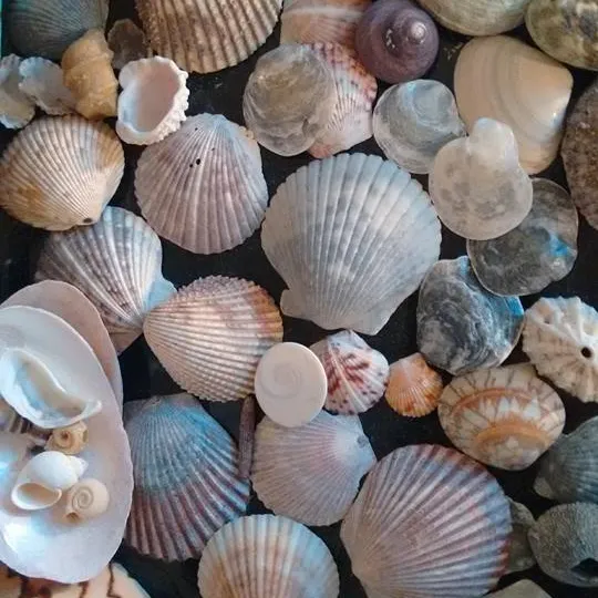 🐚 Crystals and shells and fossils, oh my! photo 1