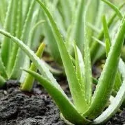 ISO: Aloe Vera Plant photo 1