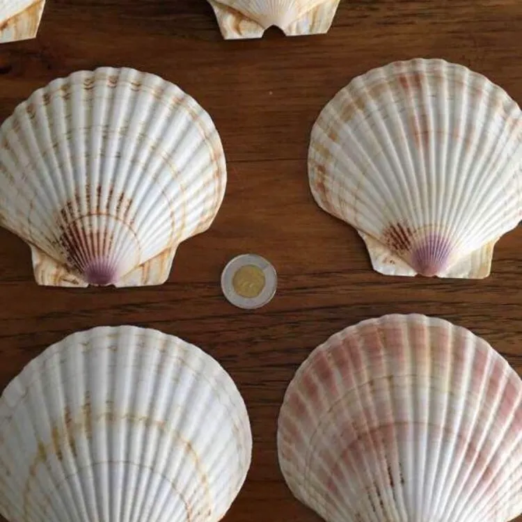 Japanese Baking Shells (x6) photo 1