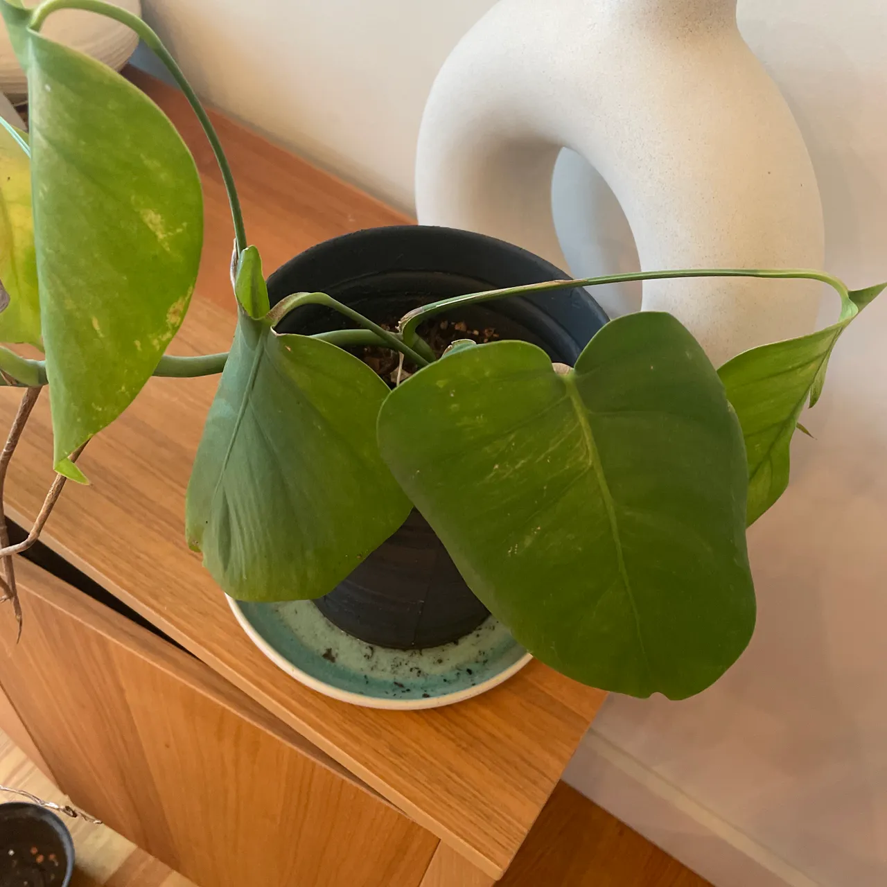 Potted monstera photo 3