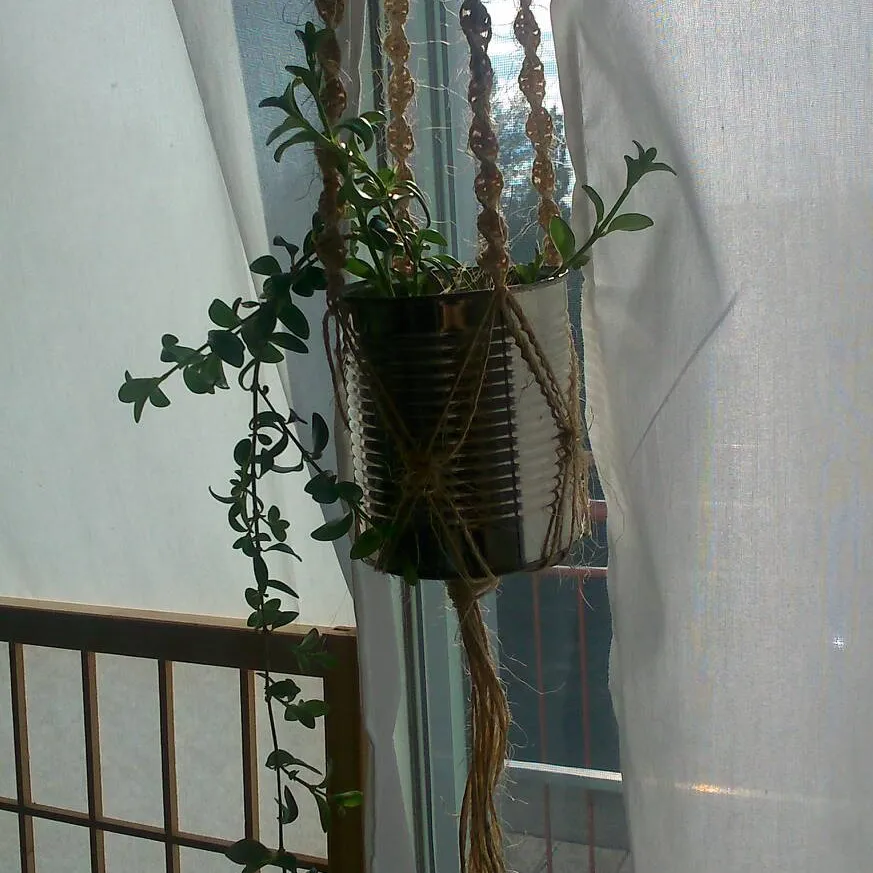 Baby Hanging Plant photo 3