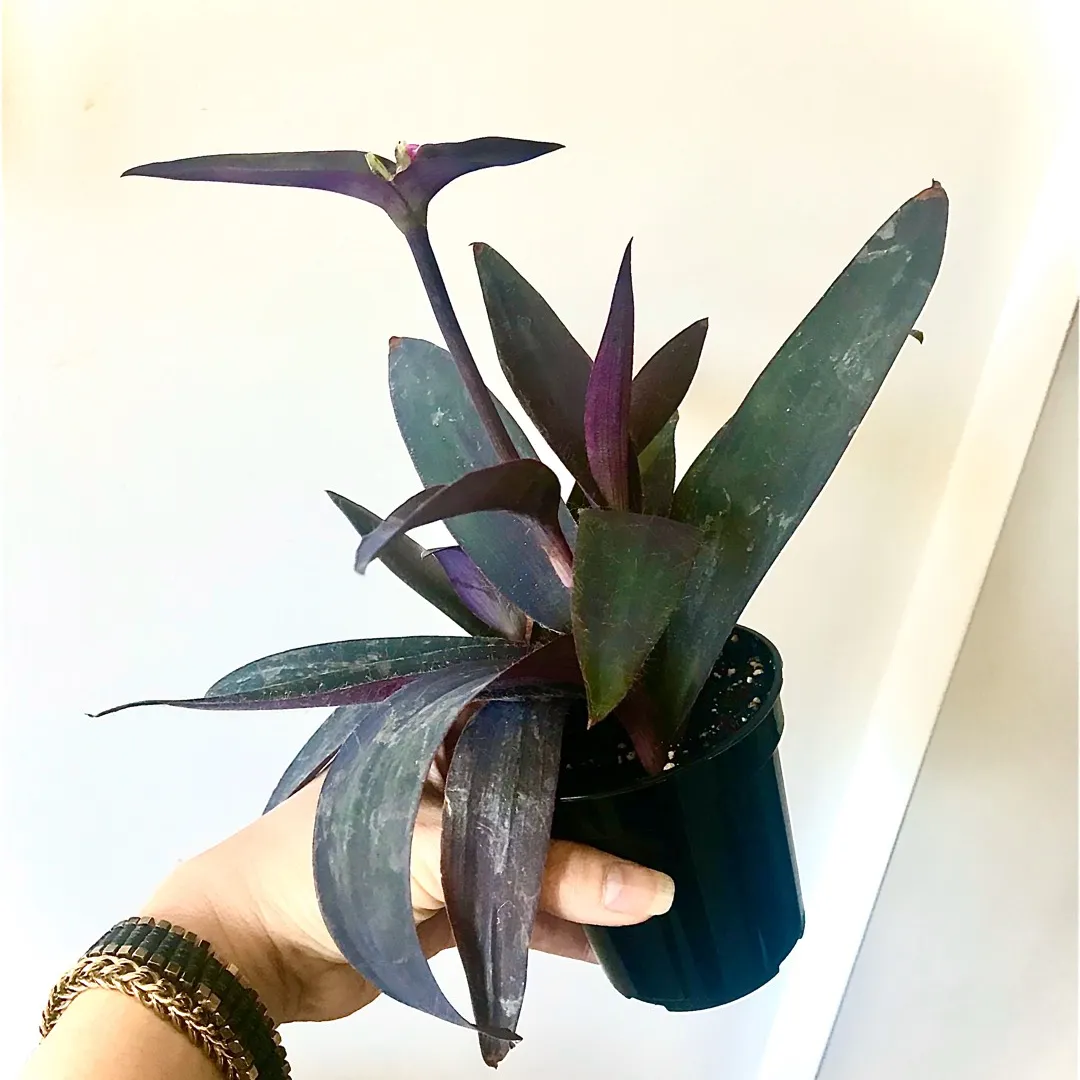 Beautiful Plant 🌿💕 photo 1
