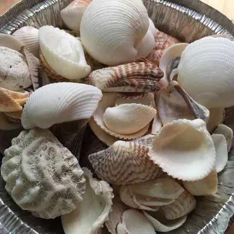 Seashells photo 1