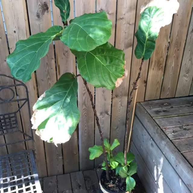 Fiddle Leaf Fig photo 1