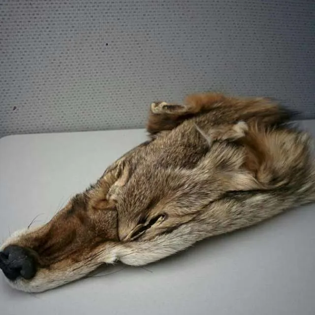 Coyote Head Fur/Pelt photo 1