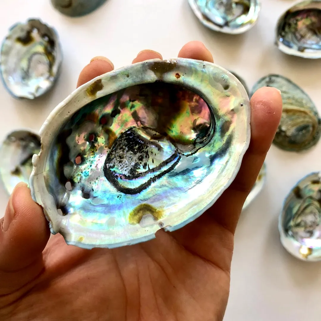 Abalone Shells photo 1