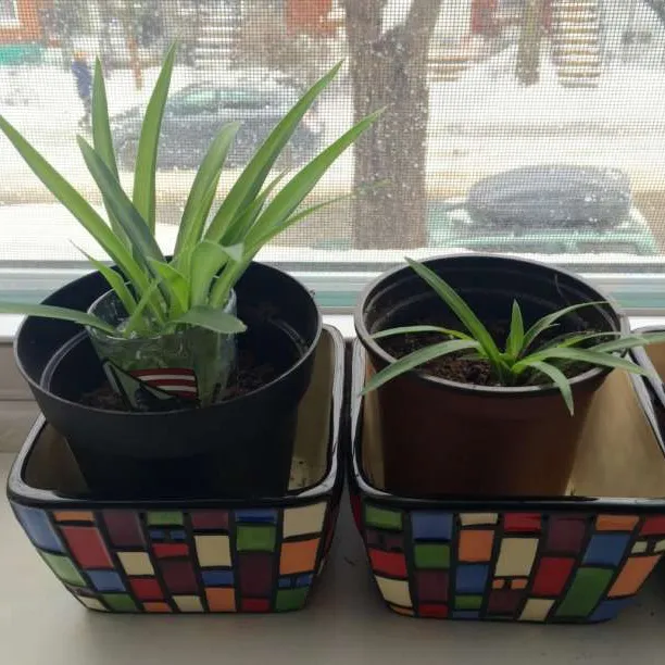 Baby Spider Plants Or Chicken Broth Or Deoderant photo 4
