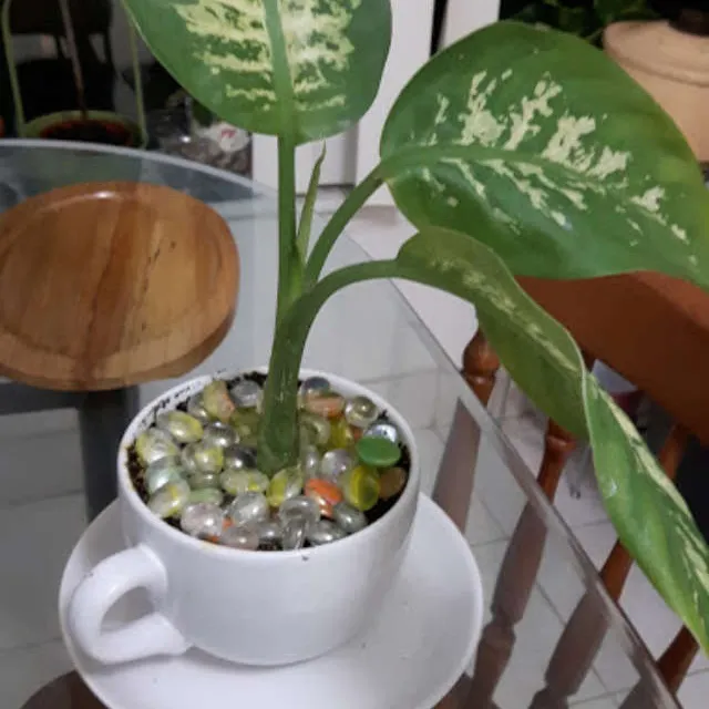 Plant in a cup photo 1