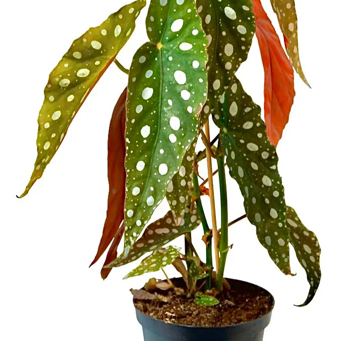 Begonia Maculata 🌿💚 Plant photo 1