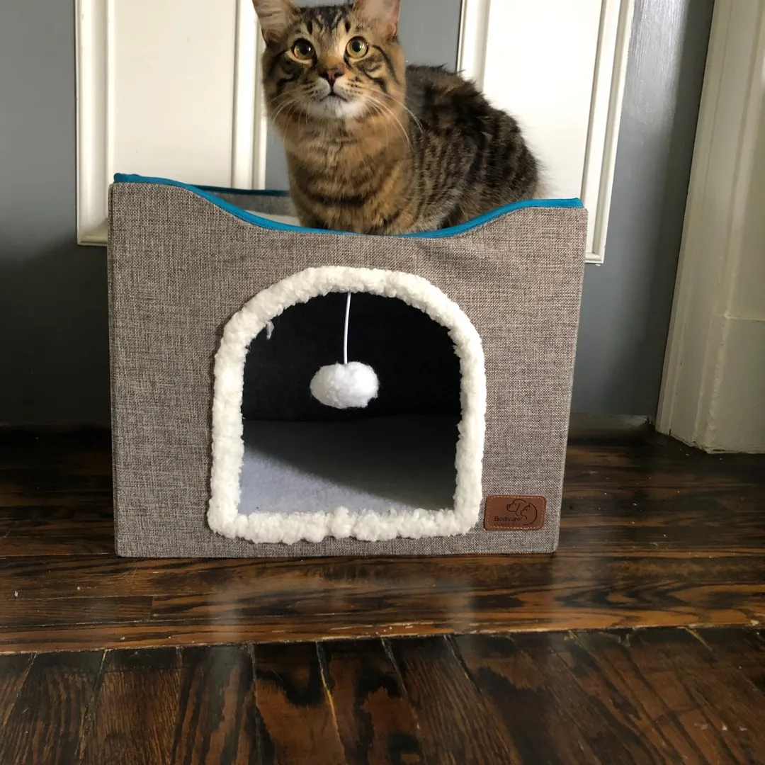 Kitty House photo 1