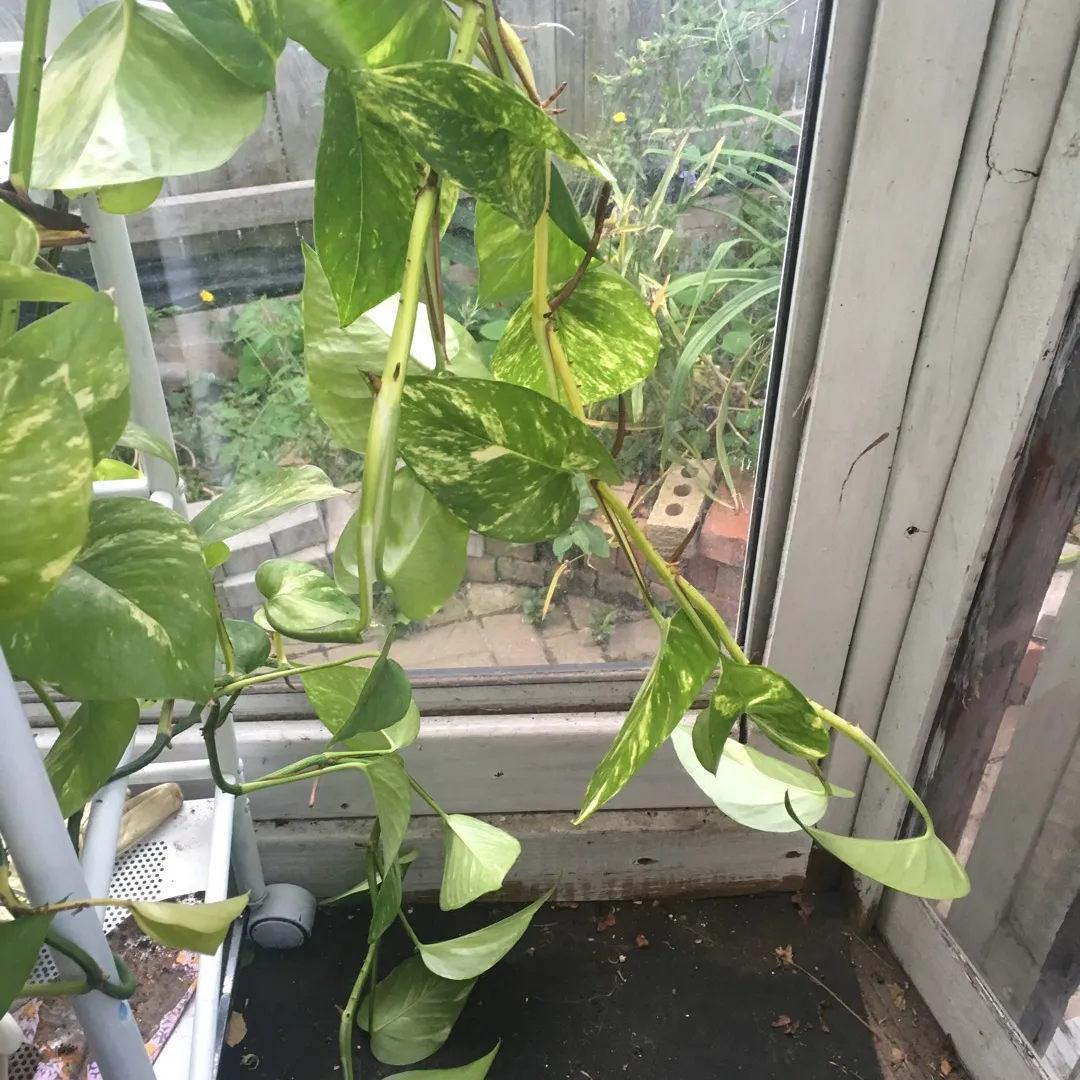 Pothos Clippings! (always Growing And Clipping) photo 1