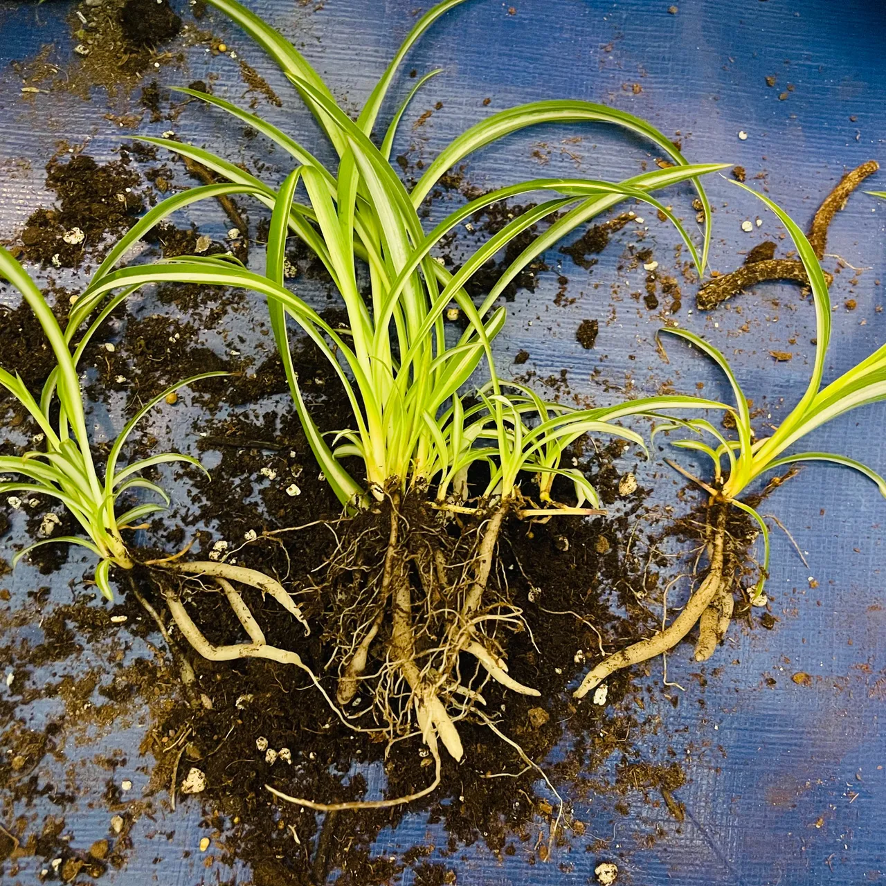 Very healthy Spider Plants for trade photo 3