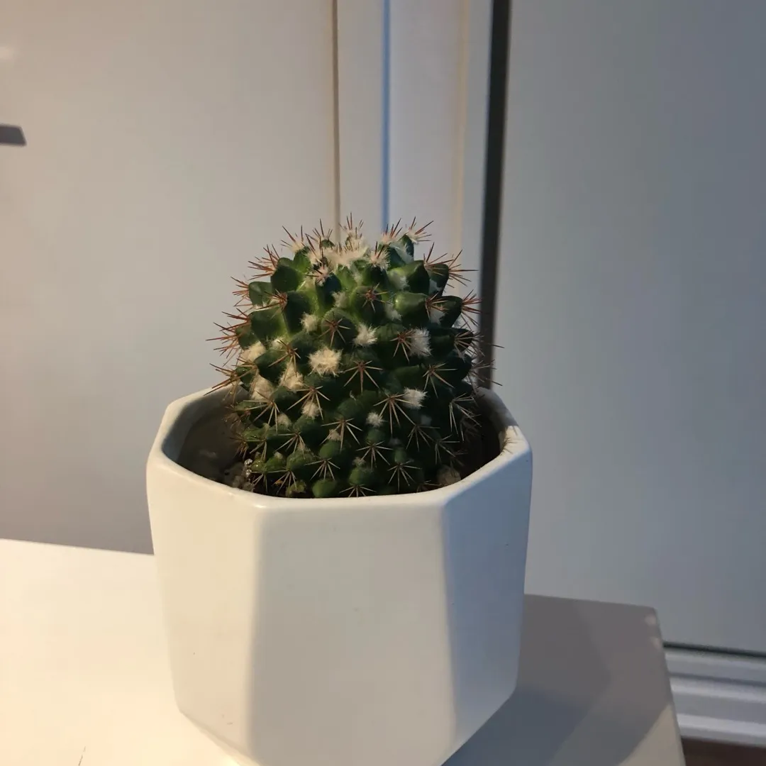 Small Cactus And Genetic Vase 🌵 photo 1