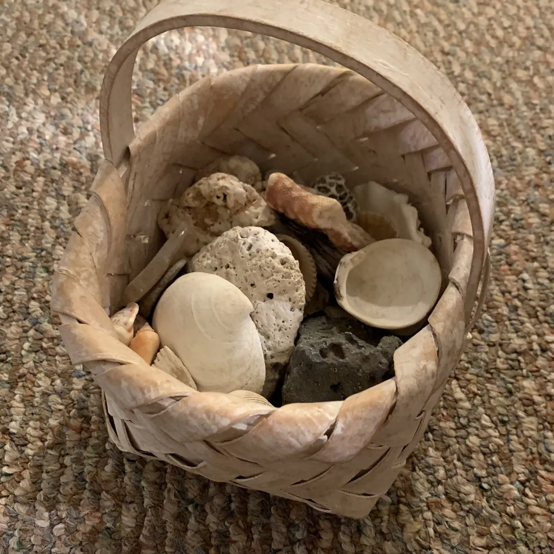 Basket Of Shells photo 1