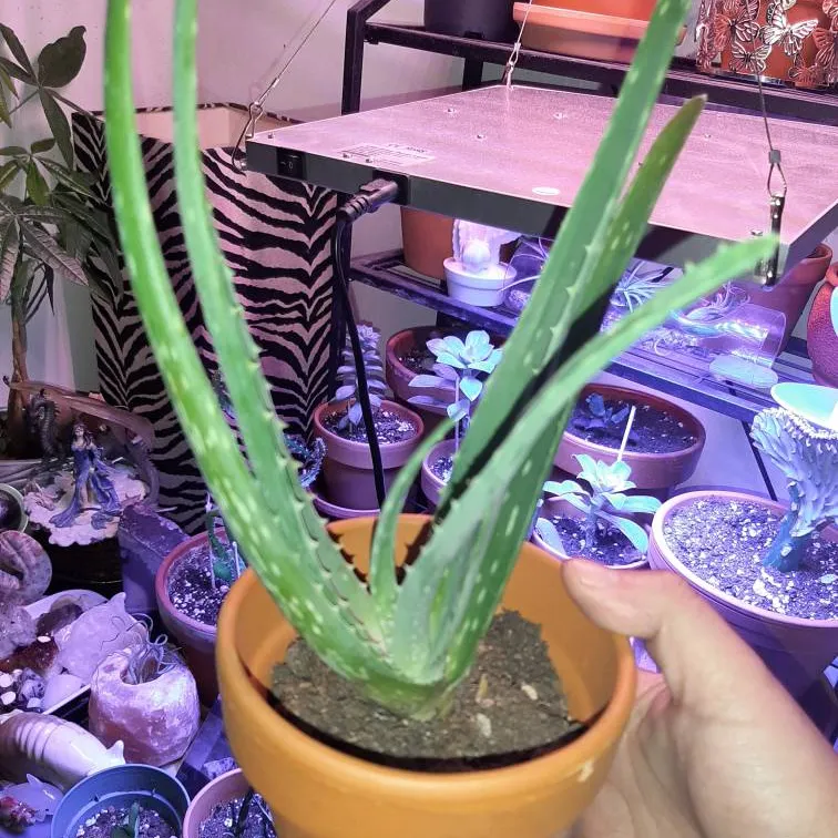Aloe Vera Plant Mature. photo 1