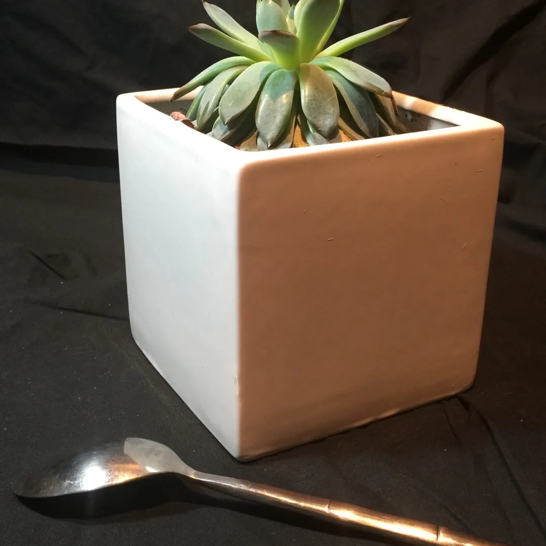 Succulent In Ceramic Pot photo 3