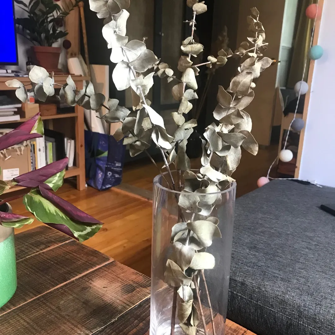 Dried Eucalyptus / Dried Flowers photo 1