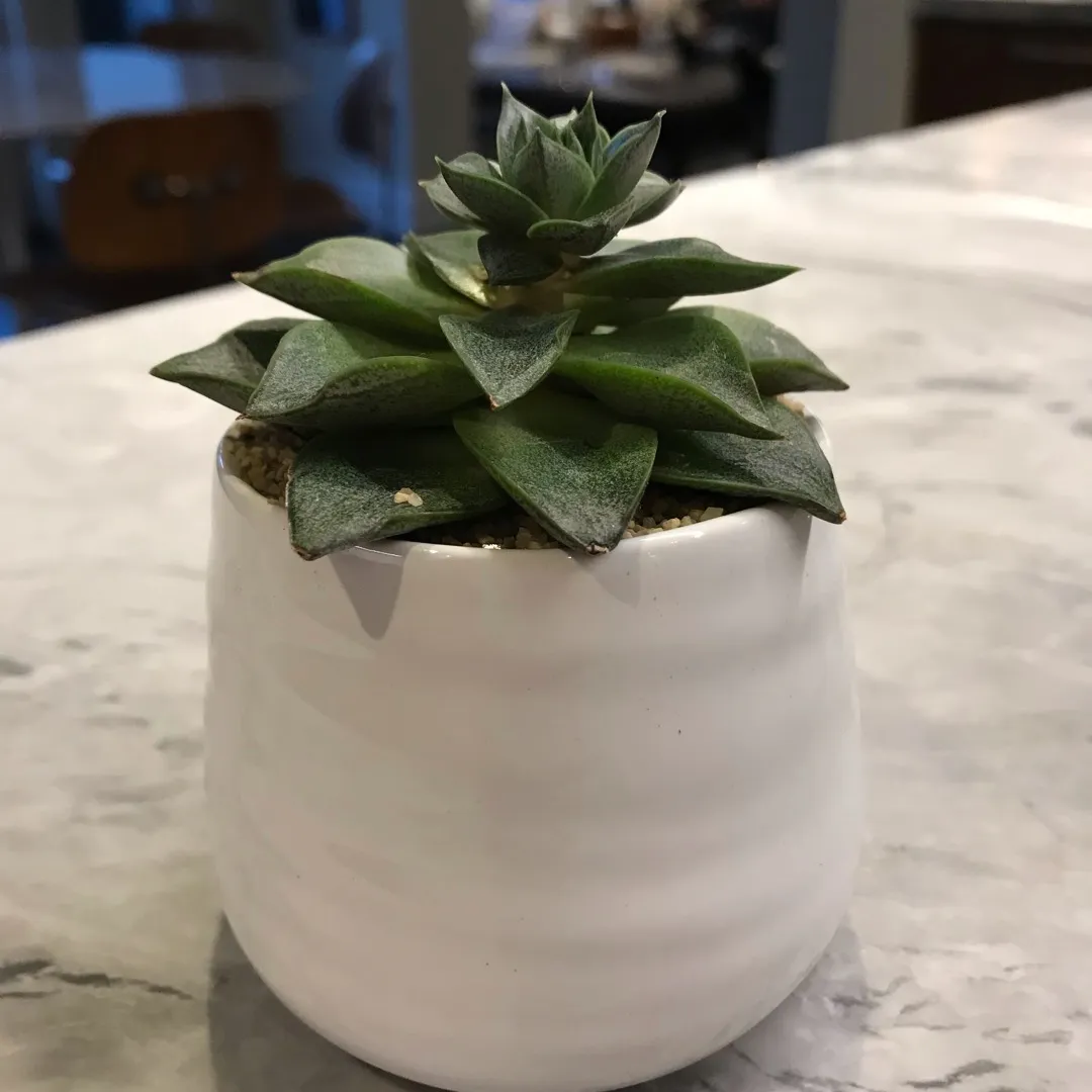 Potted Succulent photo 1