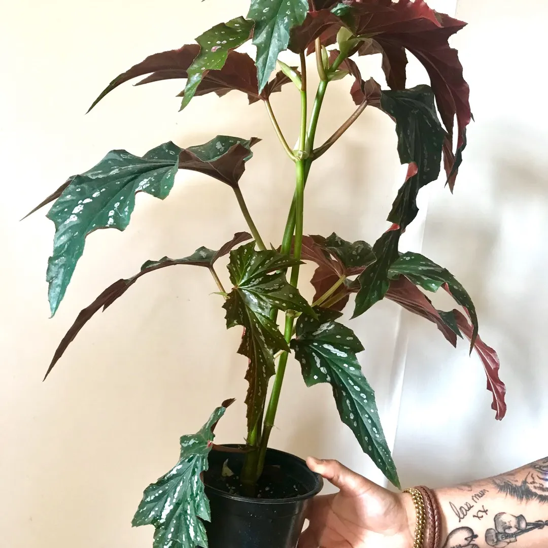 Angel Wing Begonia 🌿🧚🏻‍♀️💕 Plant photo 1