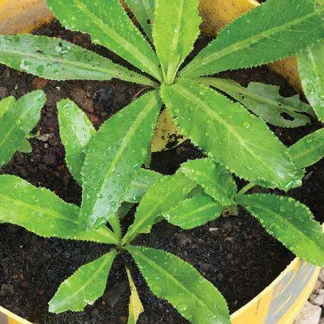 ISO: Culantro/ngo gai (Eryngium foetidum) cuttings or plants photo 1