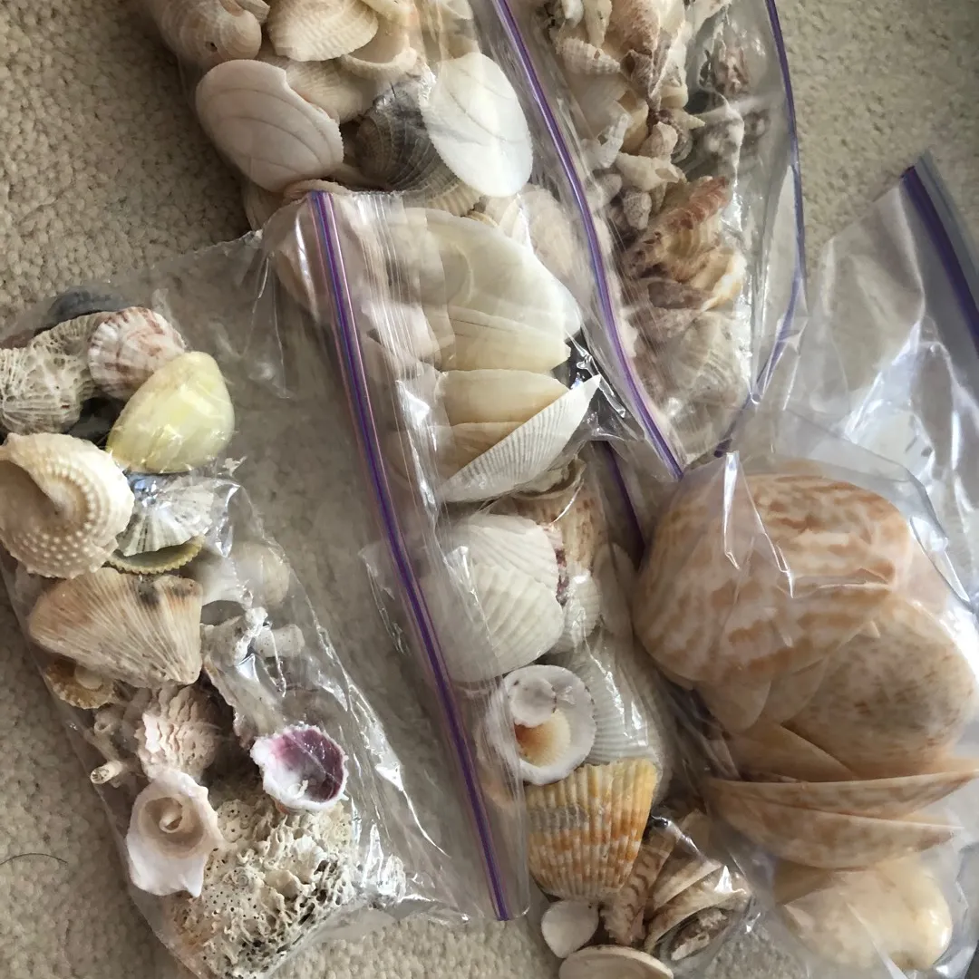 Seashells From Various Countries photo 1