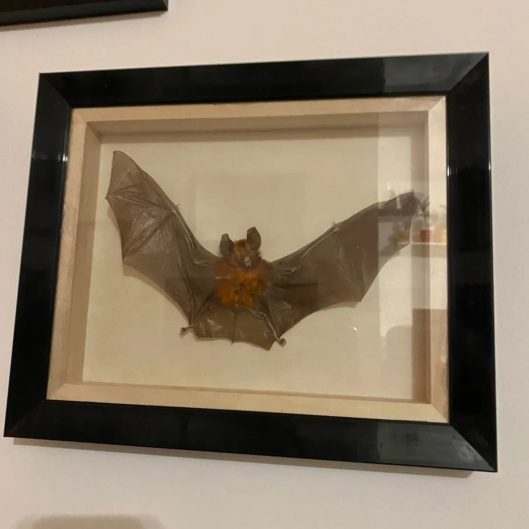 Bat photo 1