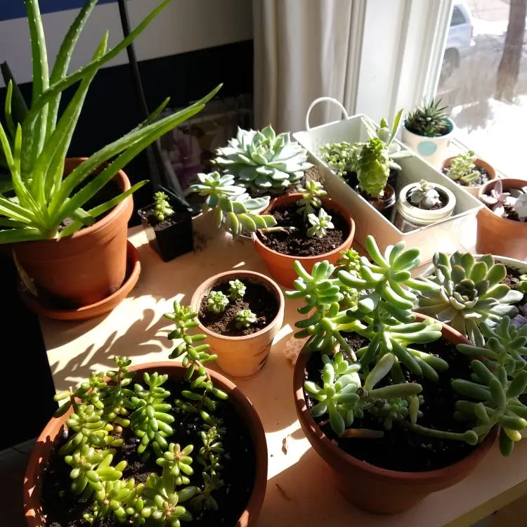Various Succulents For Succulent Trades Only photo 1