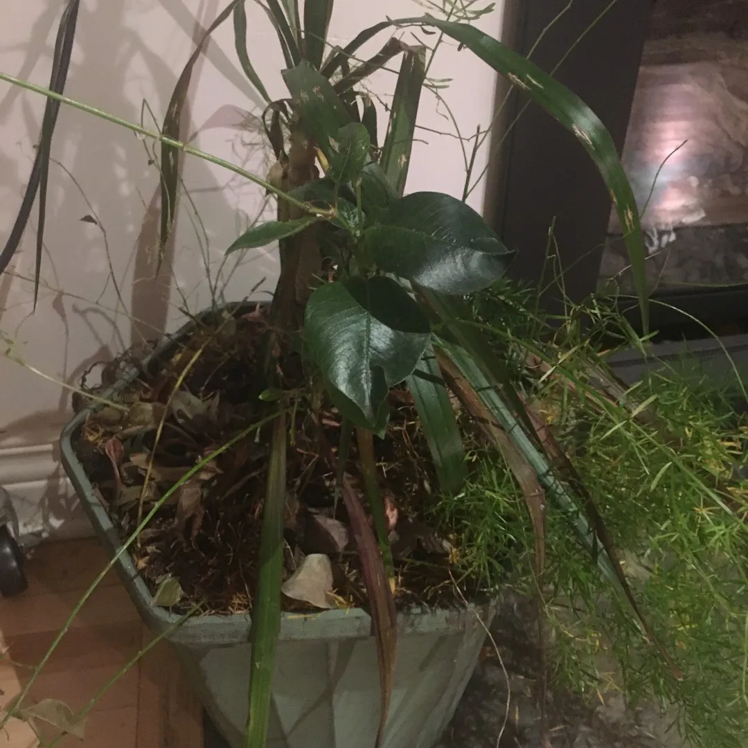 Sad Plant Needs Urgent Loving Home photo 1