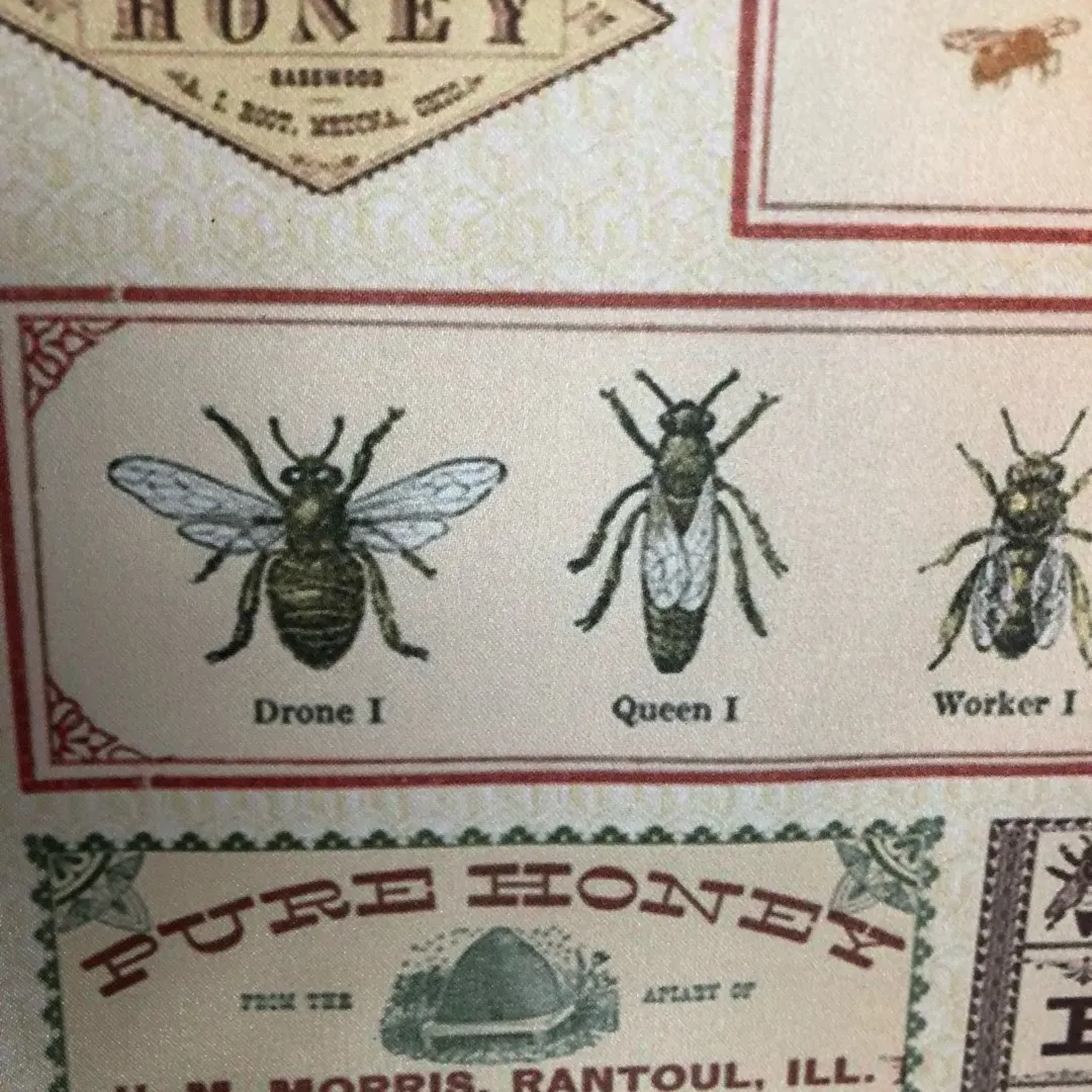 Bees! 🐝 photo 5
