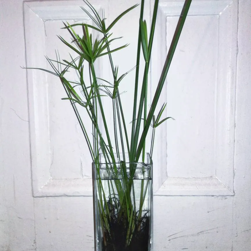 Papyrus Plant photo 1