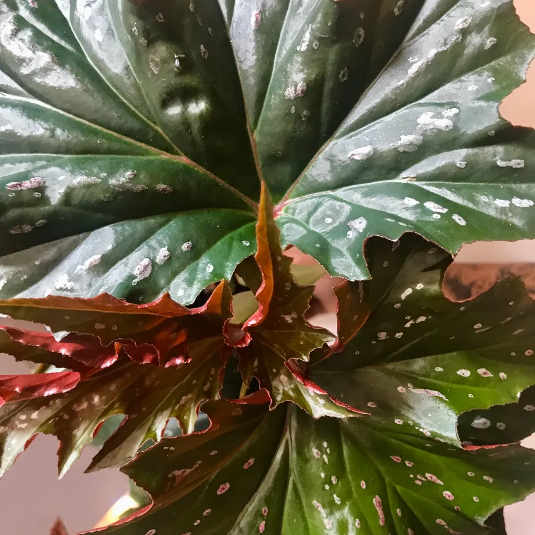 Angel Wing Begonia 🌿🧚🏻‍♀️💕 Plant photo 3
