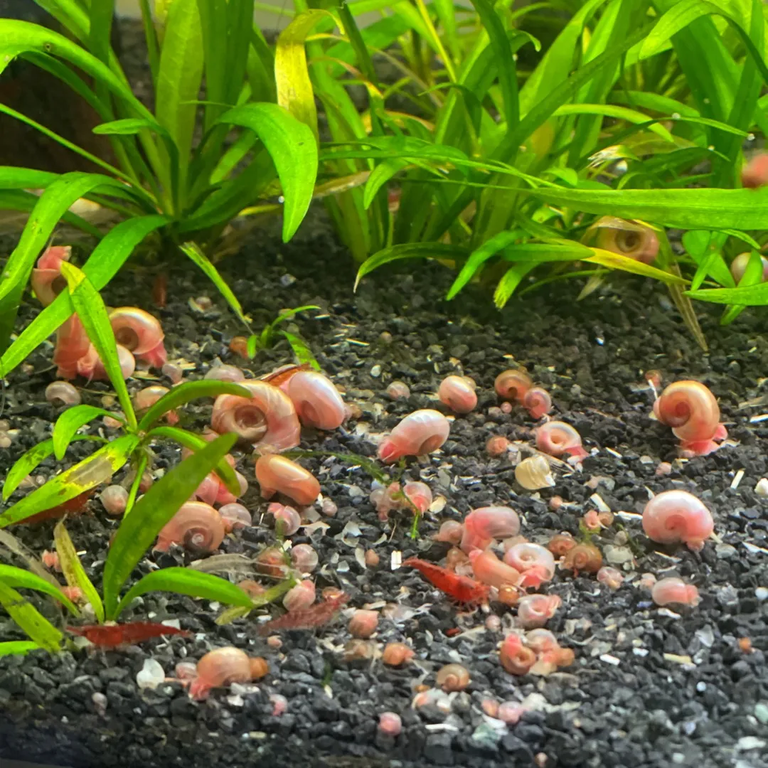 Ramshorn snails photo 1