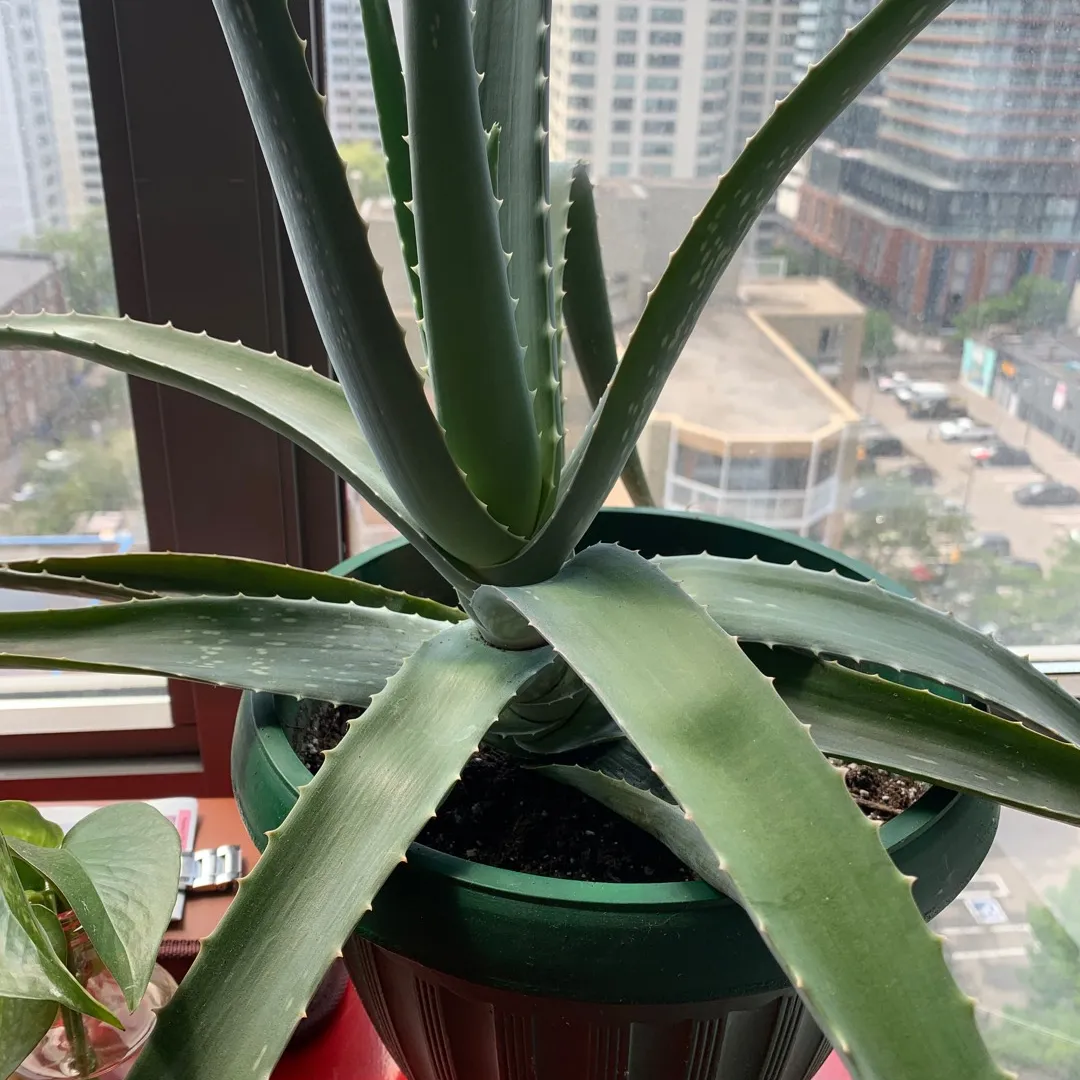 Large Aloe Plant photo 1