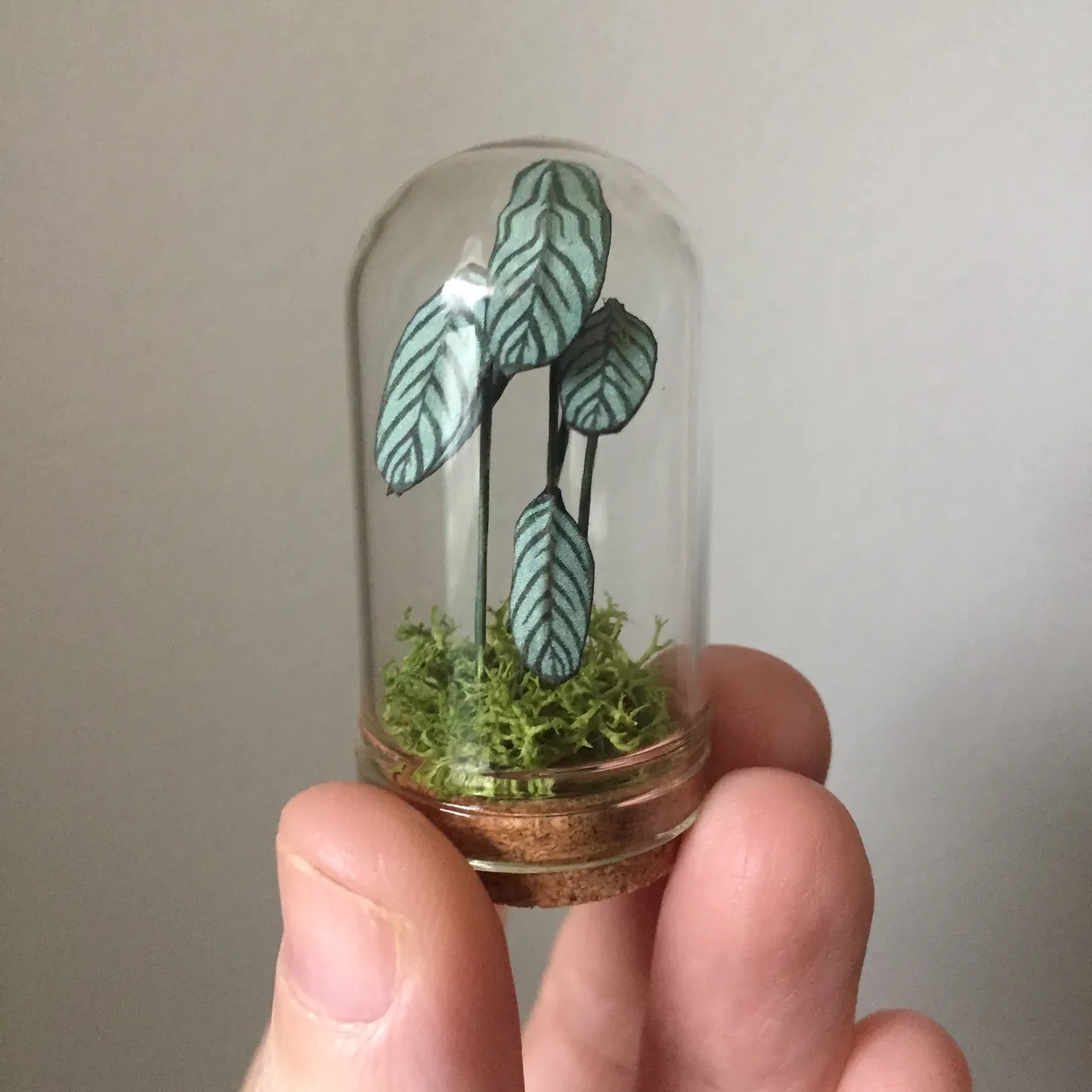 Miniature Prayer Plant in Glass Cloche photo 1