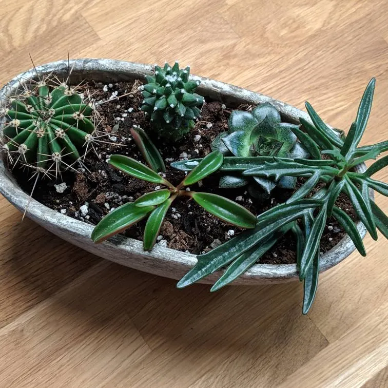 This Potted Cacti Arrangement photo 1