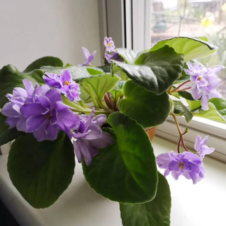 Unusual Trailing African Violets photo 5