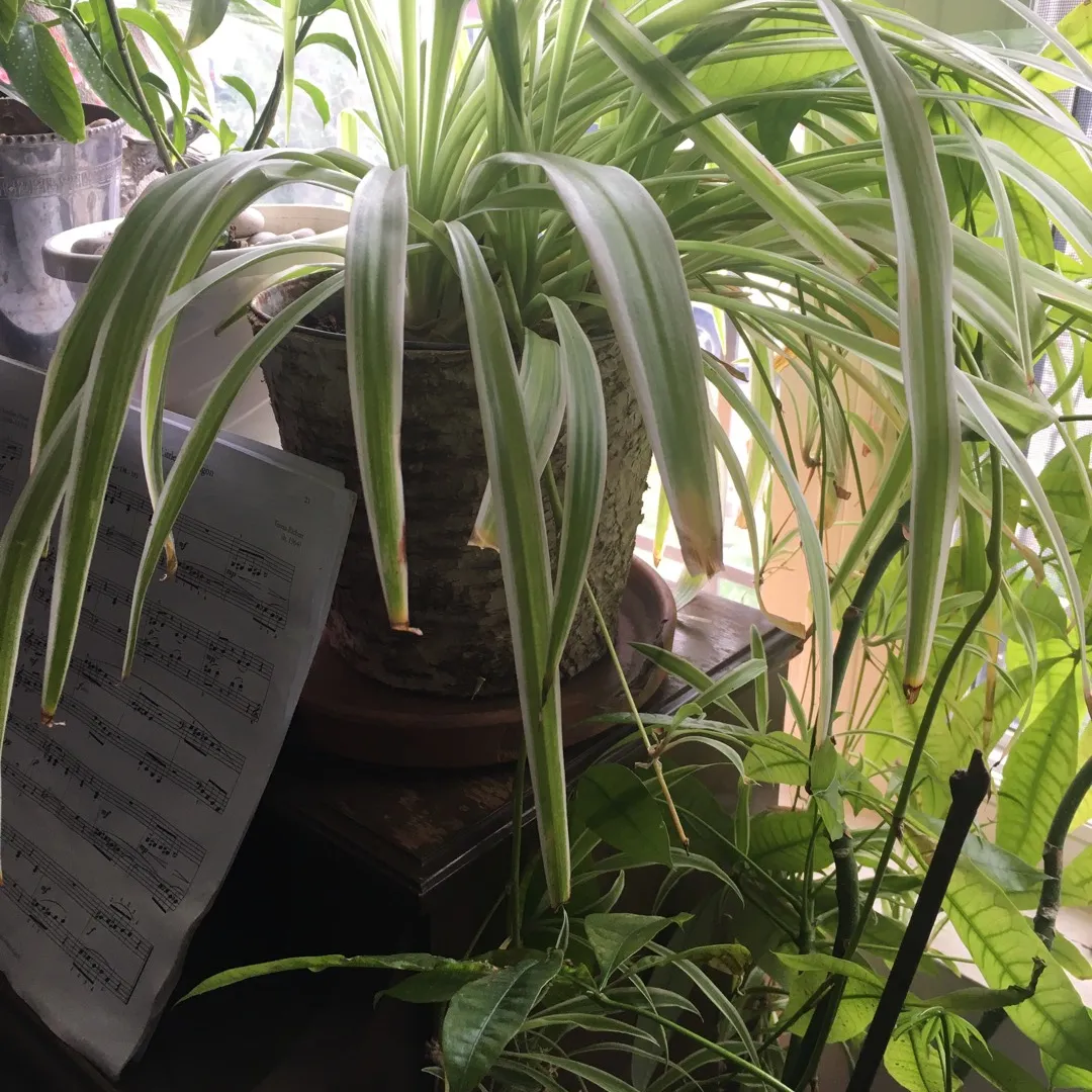 Spider Plants Cuttings photo 3