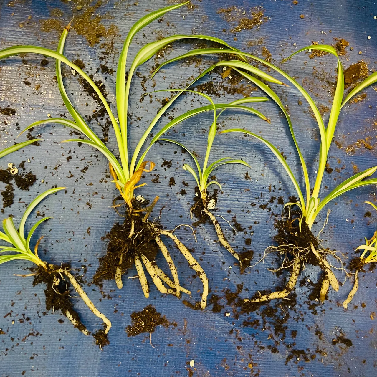 Very healthy Spider Plants for trade photo 4