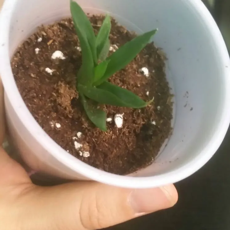 Baby Succulent! photo 3