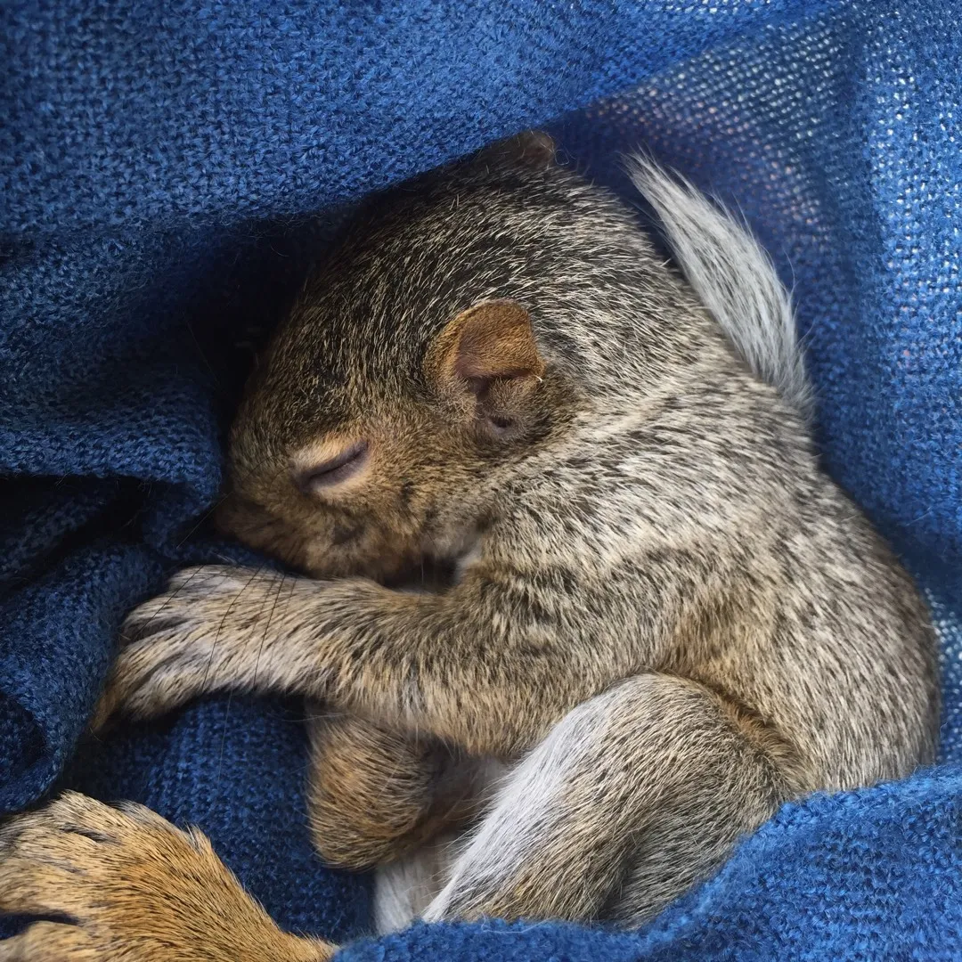 UPDATE on Baby Squirrel photo 1