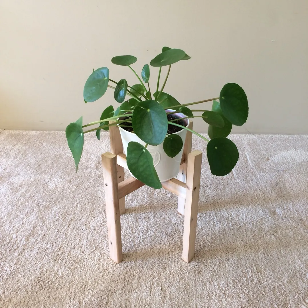 MCM Plant Stands photo 5