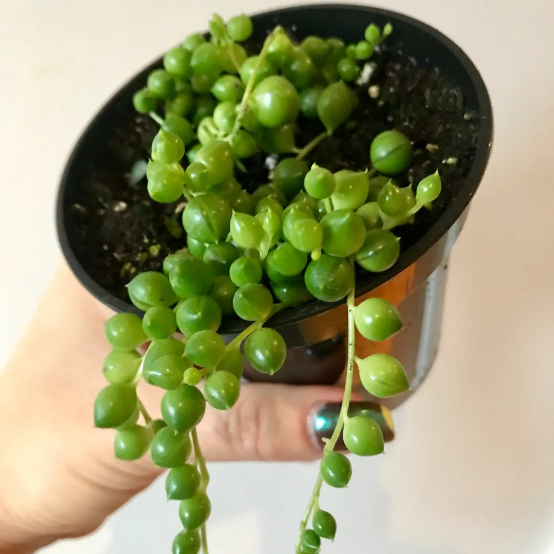 String Of Pearls 🍡🍡🍡 Plant photo 1