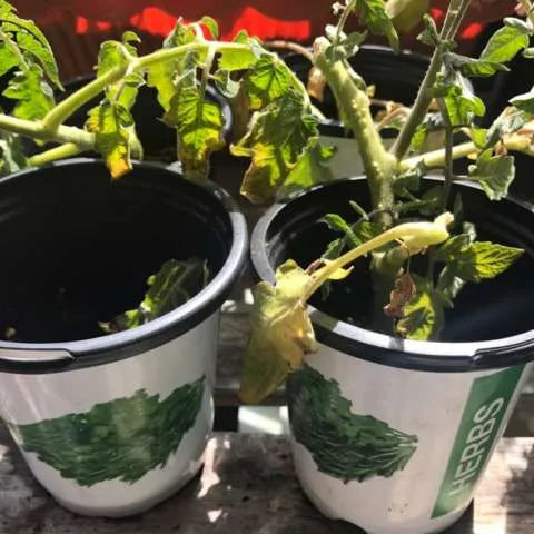 Four Small Tomato Plants photo 1