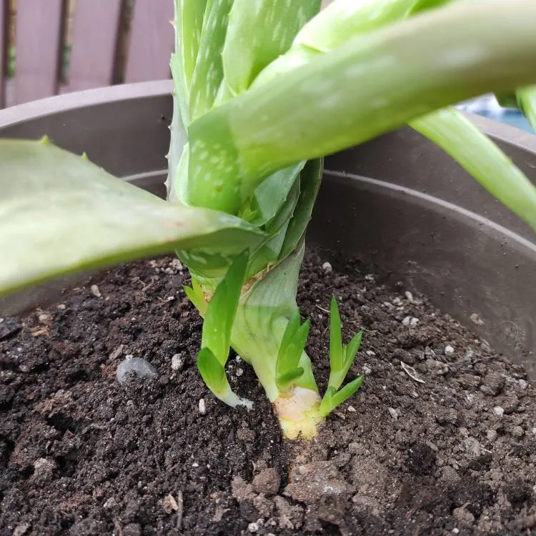 Sprouting Aloe Vera photo 1