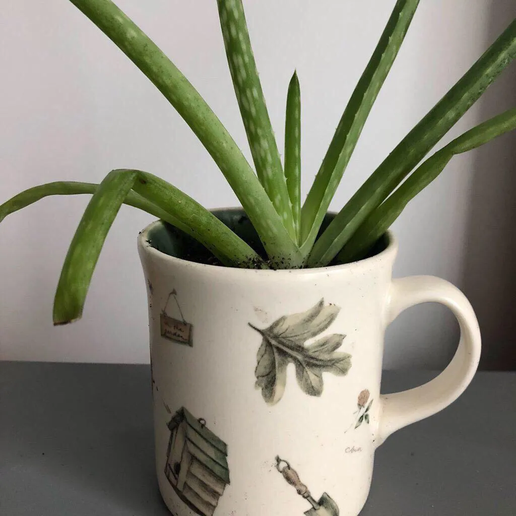 Aloe In A Garden Mug photo 1
