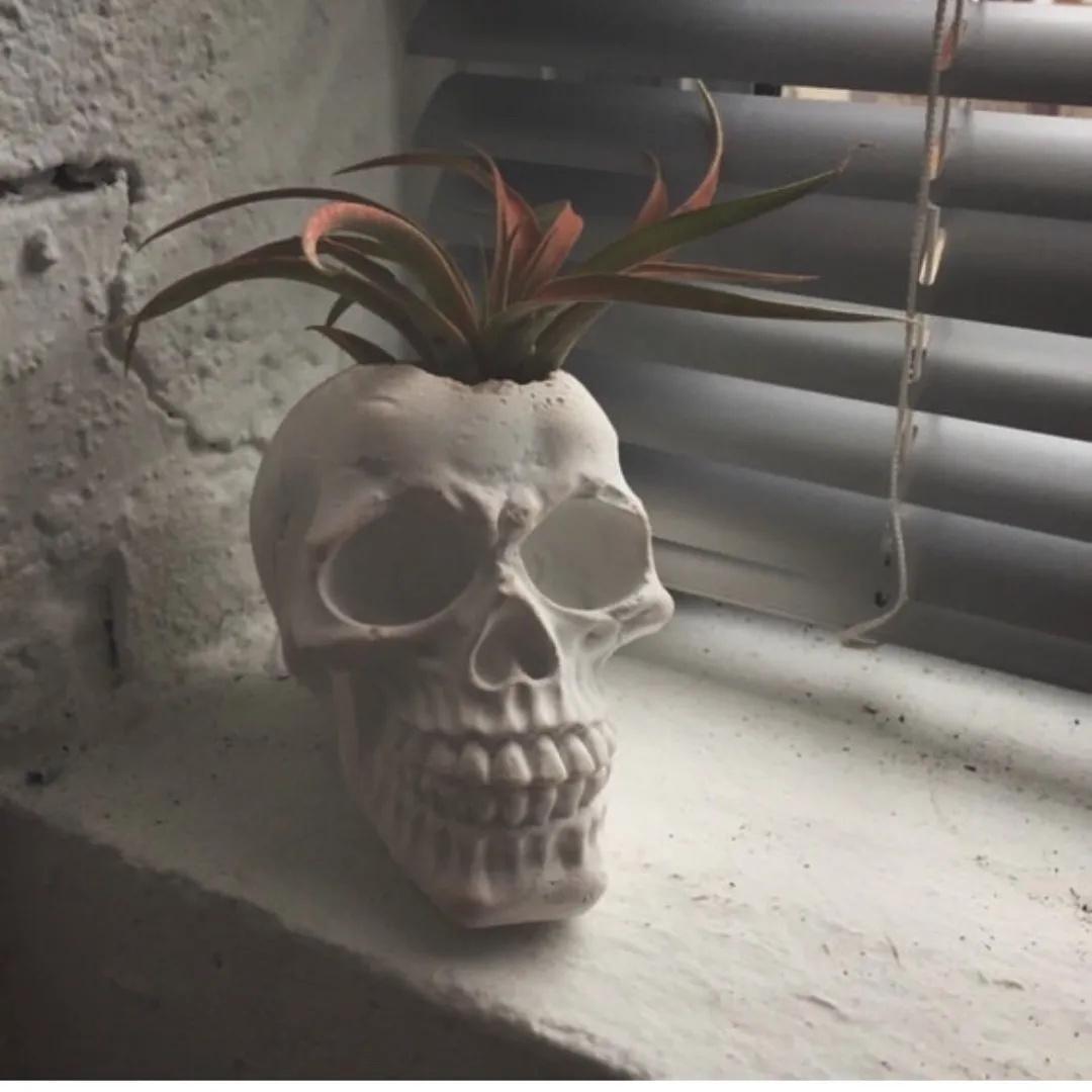 Medium Skull Planter photo 4