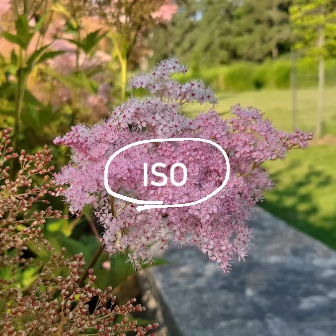My ISO photo 1