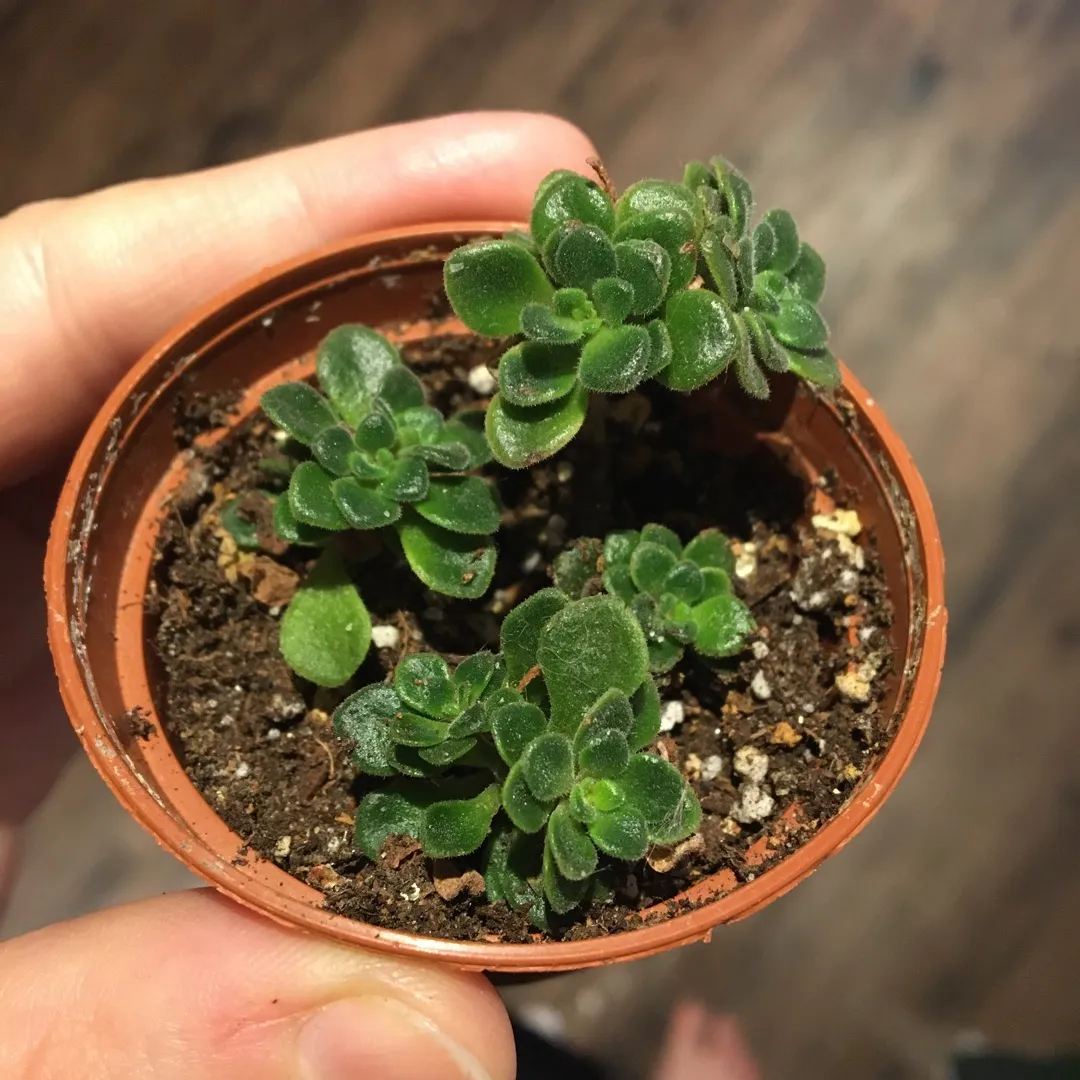 Tiny Succulent photo 1