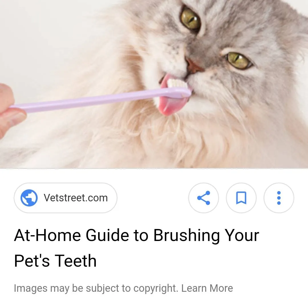 Cat teeth brushing, help!!! photo 1