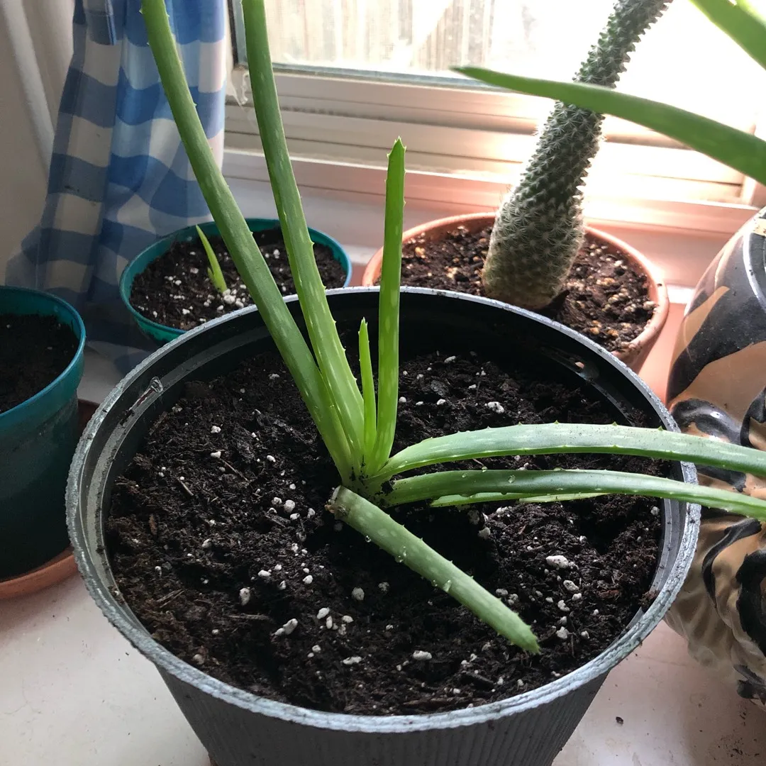Aloe babies photo 1